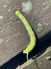 Cypoides chinensis