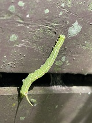 Cypoides chinensis