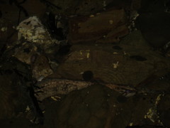 Acanthoclinus fuscus