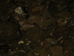 Acanthoclinus fuscus