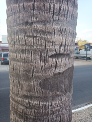 Cocos nucifera