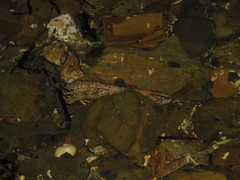 Acanthoclinus fuscus