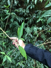 Callicarpa randaiensis