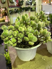 Cotyledon tomentosa