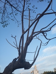 Tabebuia rosea