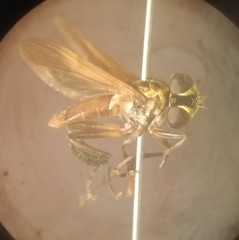 Trichopoda pictipennis