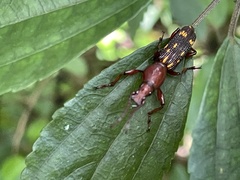 Baryrhynchus poweri