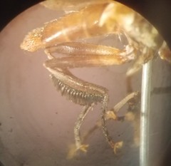 Trichopoda pictipennis