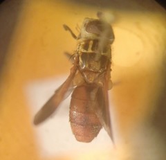 Trichopoda pictipennis