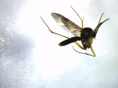 Allocotocera