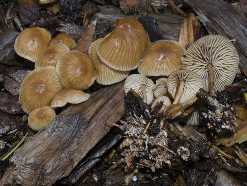 Collybiopsis subpruinosa