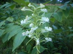 Habenaria commelinifolia