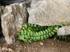 Asplenium vespertinum