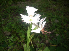 Pecteilis gigantea