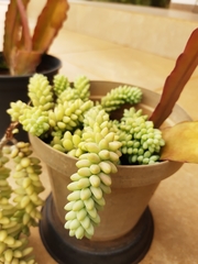Sedum burrito