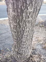 Tabebuia rosea