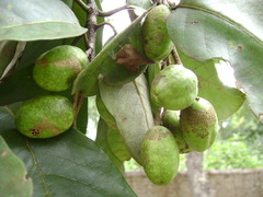 Terminalia chebula