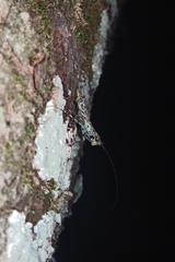 Eumantodea