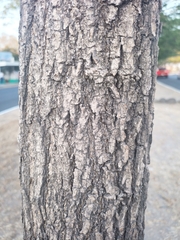 Tabebuia rosea