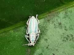 Compsus viridivittatus