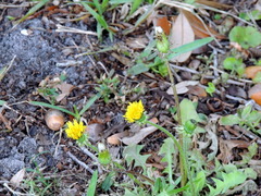 Taraxacum officinale image