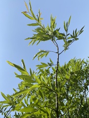 Lindera angustifolia