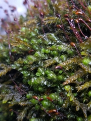 Scapania undulata