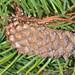 Pinus contorta bolanderi - Photo (c) Don Loarie,  זכויות יוצרים חלקיות (CC BY)