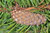 Pinus contorta bolanderi - Photo (c) Don Loarie, alguns direitos reservados (CC BY)