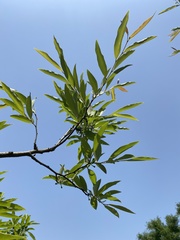 Lindera angustifolia
