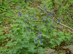 Delphinium trolliifolium