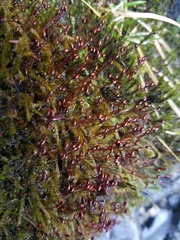 Brachythecium rivulare