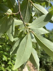 Lindera angustifolia