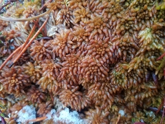 Sphagnum austinii