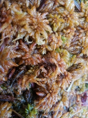 Sphagnum austinii