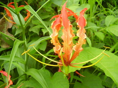 Gloriosa superba