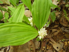 Eulophia diffusiflora