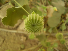Abutilon indicum