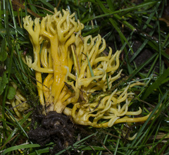 Clavulinopsis corniculata