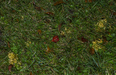 Clavulinopsis corniculata