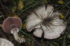 Agaricus moelleri