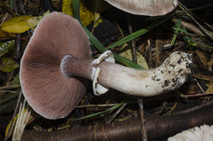 Agaricus moelleri
