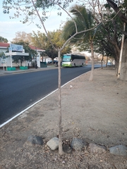 Tabebuia rosea