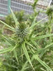 Cirsium