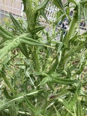 Cirsium