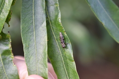 Agrilus obsoletoguttatus