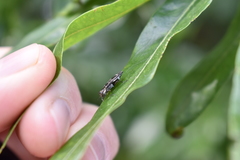 Agrilus obsoletoguttatus
