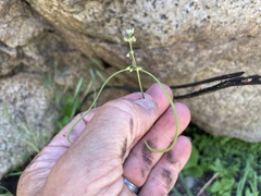 Claytonia parviflora viridis