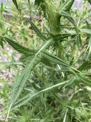 Cirsium