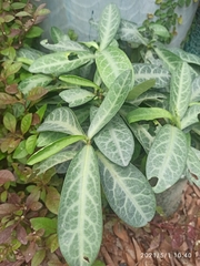 Breynia spatulifolia